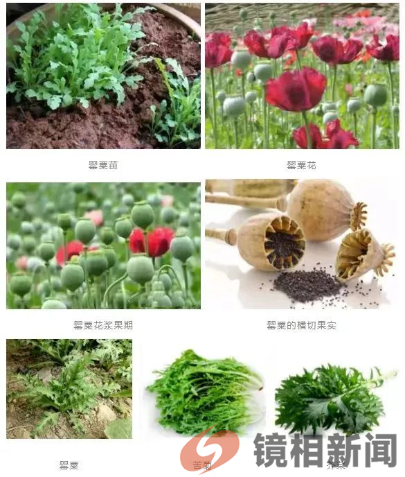 【西检说法】罂粟有毒 种植违法