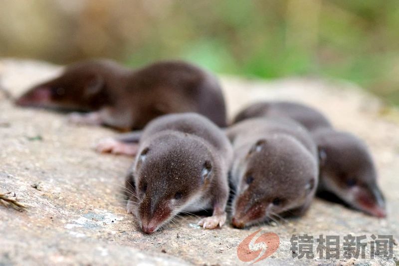 <strong>到了冬天脑子缩水1/4，科学家正揭示它背</strong>