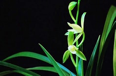 <strong>洛阳市伊川县鸣皋镇干河村</strong>