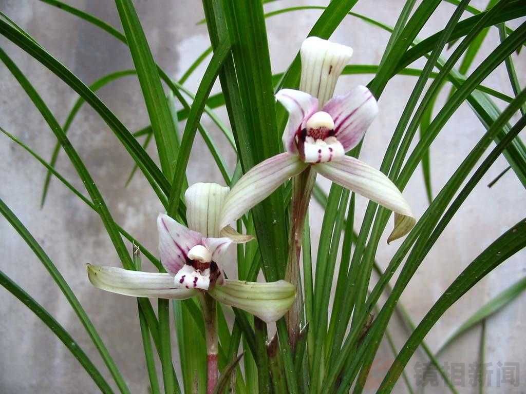 <strong>十香参膳：千年药膳智慧 一勺营养美味</strong>