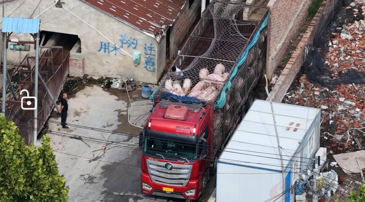 <strong>河南西华县生猪未经检疫流入市场现象令人担</strong>