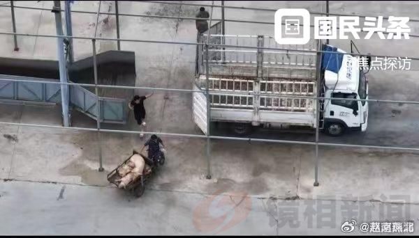 生猪死猪肉同屠宰上餐桌试问西华市场食品监督局了做甚么？